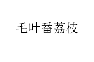 毛叶番荔枝