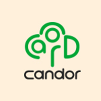 凯得/candor